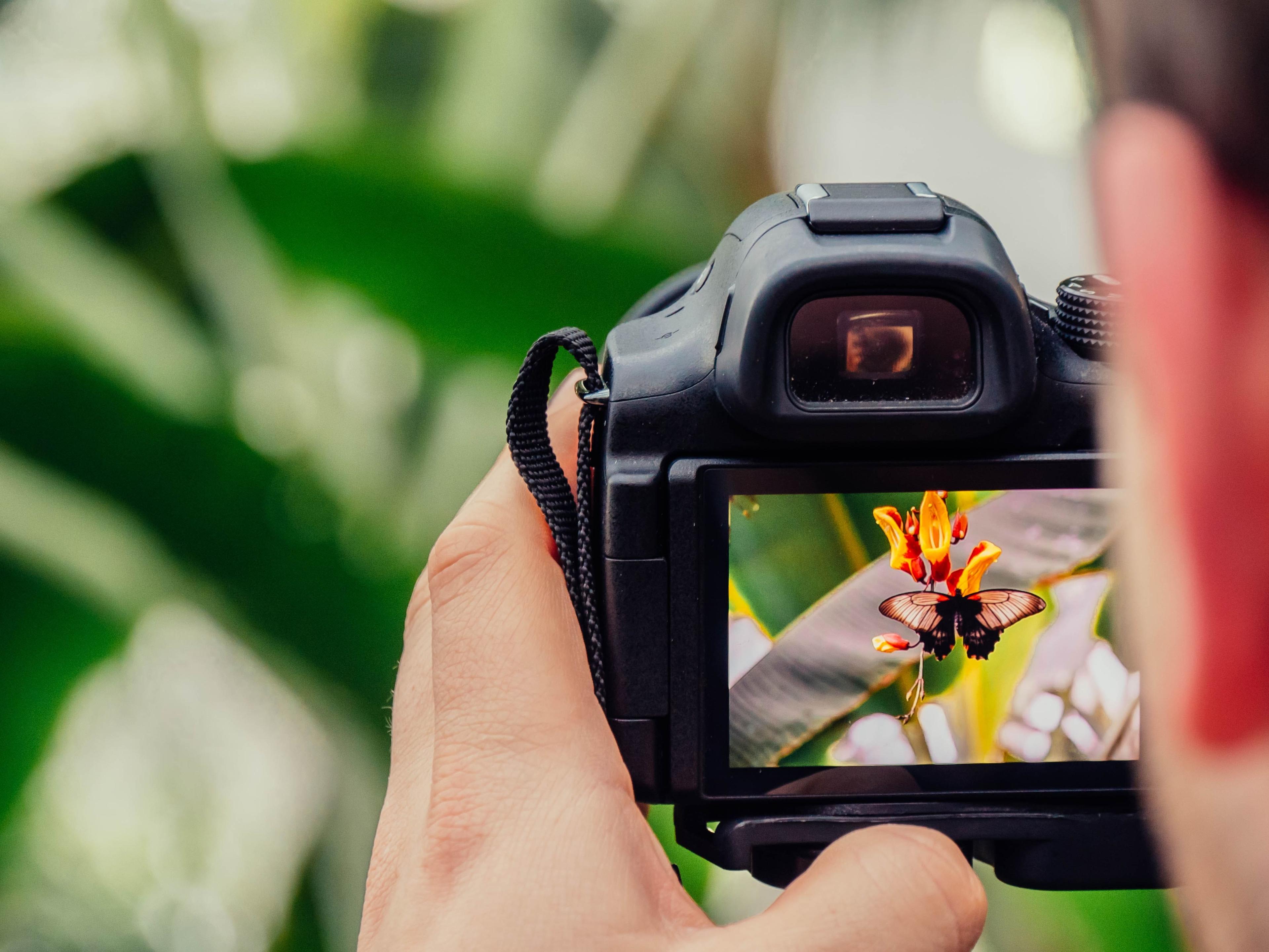 A photographer taking a picture of a butterfly on a flower
